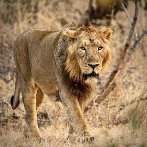 Gir National Park in Chitrod, GJ