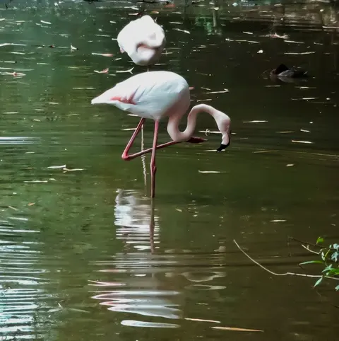 Rana Resort & Safari Park in Phool Nagar, Punjab