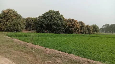 Moza Nanak Pur Tehsil & District Khanewal in Khanewal, Punjab