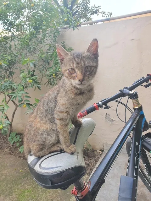 General Veterinary Hospital Lahore, Pakistan in Lahore, Punjab