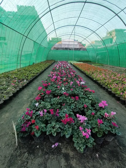Ajmal Garden Nursery Sialkot in Sialkot, Punjab