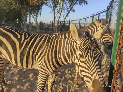 Safari Zoo in Lahore, Punjab