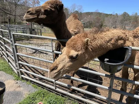 North Georgia Wildlife Park and Safari in Cleveland, GA