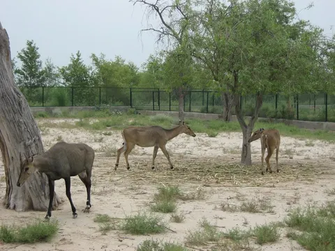 Wildlife Park Pirowal in Peerowal, Punjab