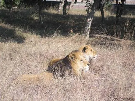 Safari Zoo in Lahore, Punjab