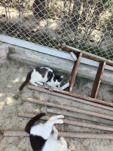 The Crazy Cats in Kala Shah Kaku, Punjab