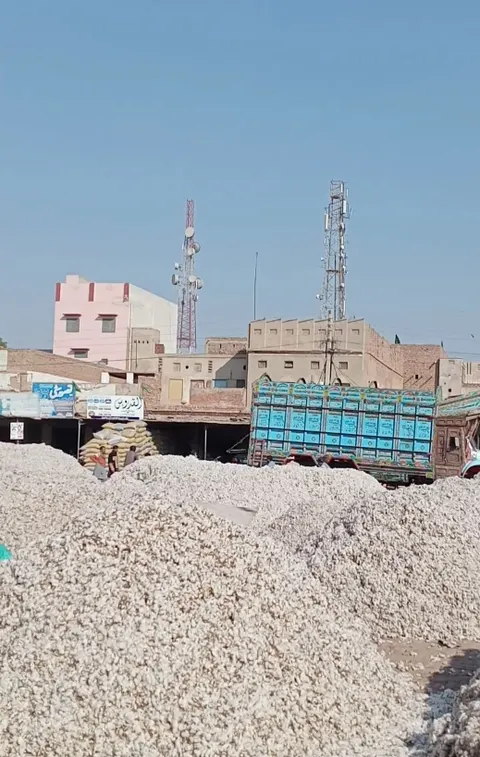 غلہ منڈی Grain Market in Khanewal, Punjab