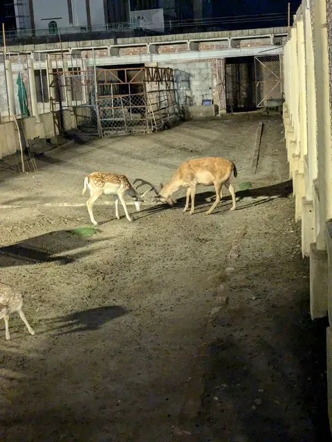 Green Apple Mini Zoo,Sialkot in Sialkot, Punjab