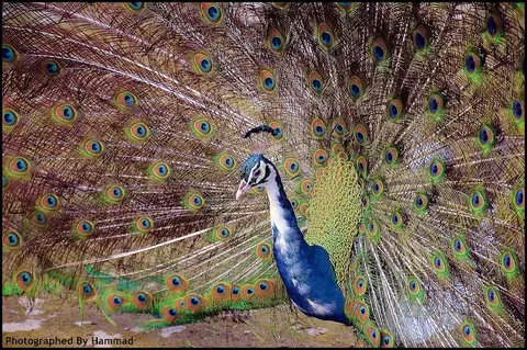 Safari Zoo in Lahore, Punjab