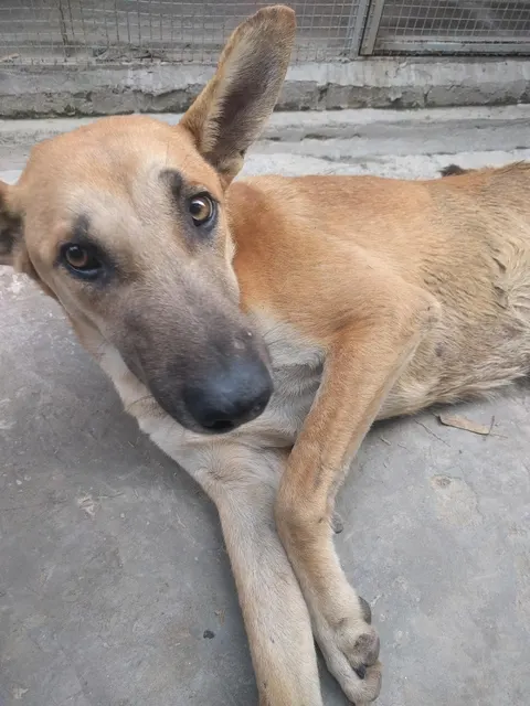 Todd's Welfare Society in Lahore, Punjab
