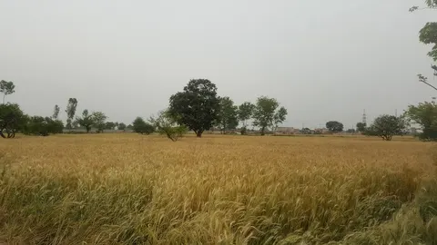 Shiraz Filling Station- Total Petrol Station in Sāhīwal, Punjab