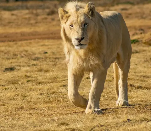 Lion & Safari Park in Broederstroom, NW