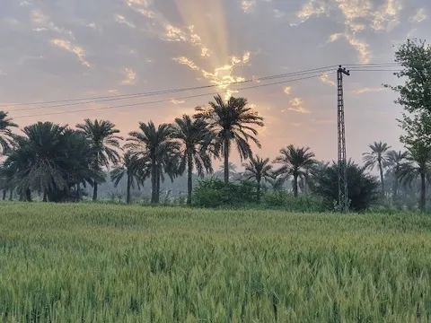 Dates Farm in Jhang, Punjab