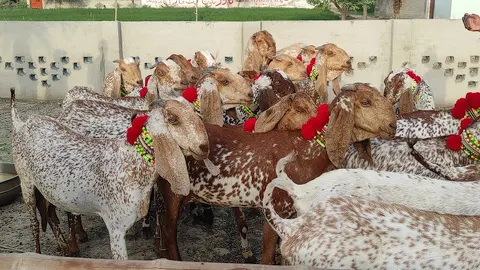 Sajawal Goat Farm in Dera Ghazi Khan, Punjab
