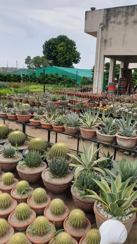 Ajmal Garden Nursery Sialkot in Sialkot, Punjab