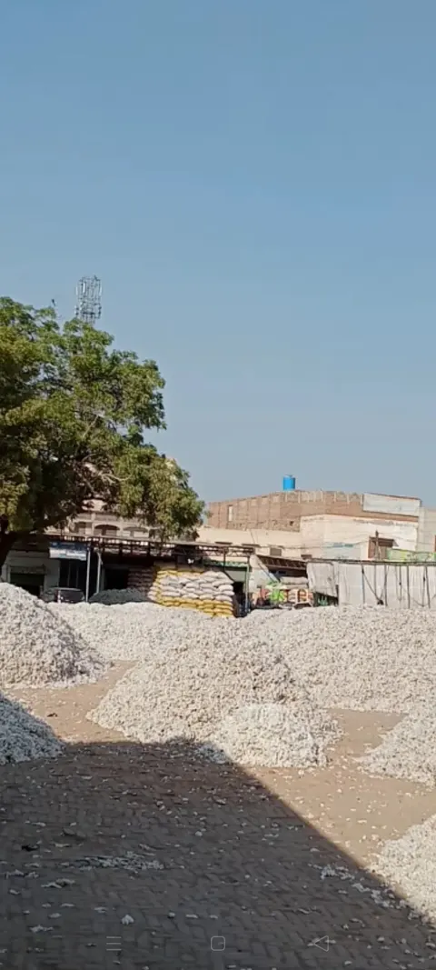 غلہ منڈی Grain Market in Khanewal, Punjab