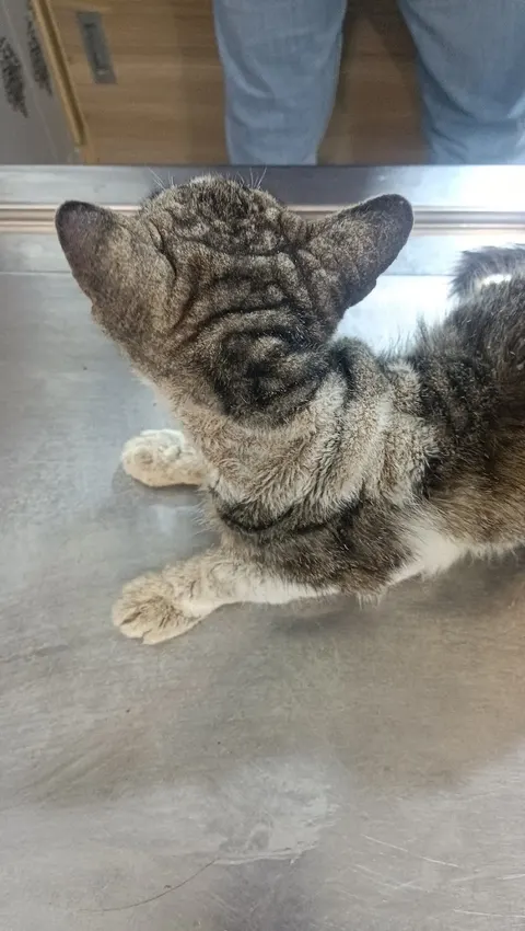 National Pets Clinic( جانوروں کاہسپتال)Chakwal in Chakwal, Punjab