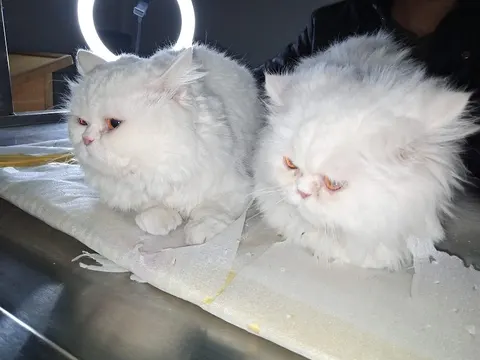 CALLVET ANIMALS & BIRDS HOSPITAL (CEODrAbdulWaheedFatim) in Lahore, Punjab