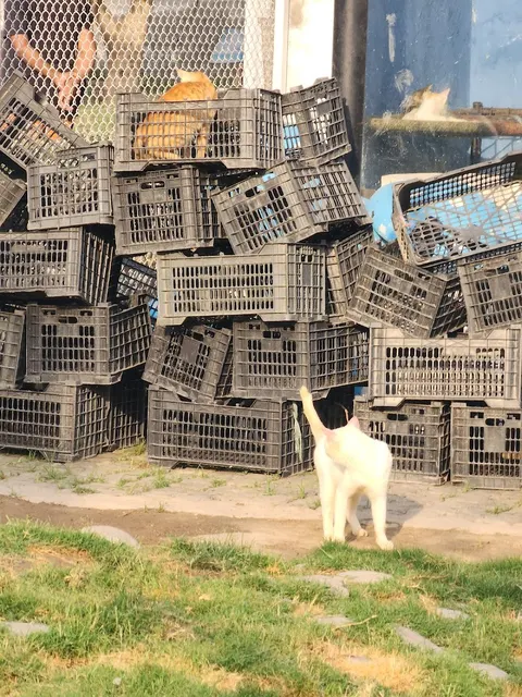 The Crazy Cats in Kala Shah Kaku, Punjab