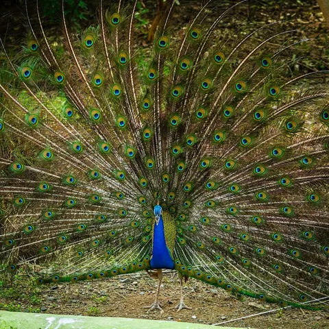 Sardar Patel Zoological Park, Ektanagar in Ektanagar, GJ