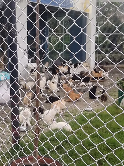 The Crazy Cats in Kala Shah Kaku, Punjab
