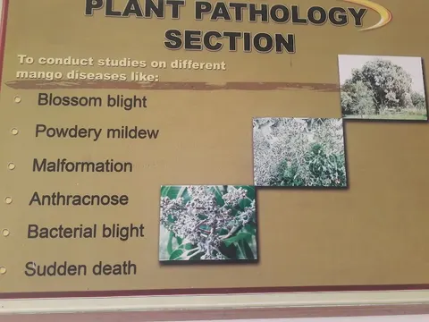 Mango Research Institute (MRI)Multan in Multan, Punjab
