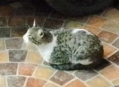 NKH Animal shelter in Lahore, Punjab