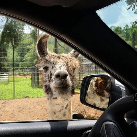 North Georgia Wildlife Park and Safari in Cleveland, GA