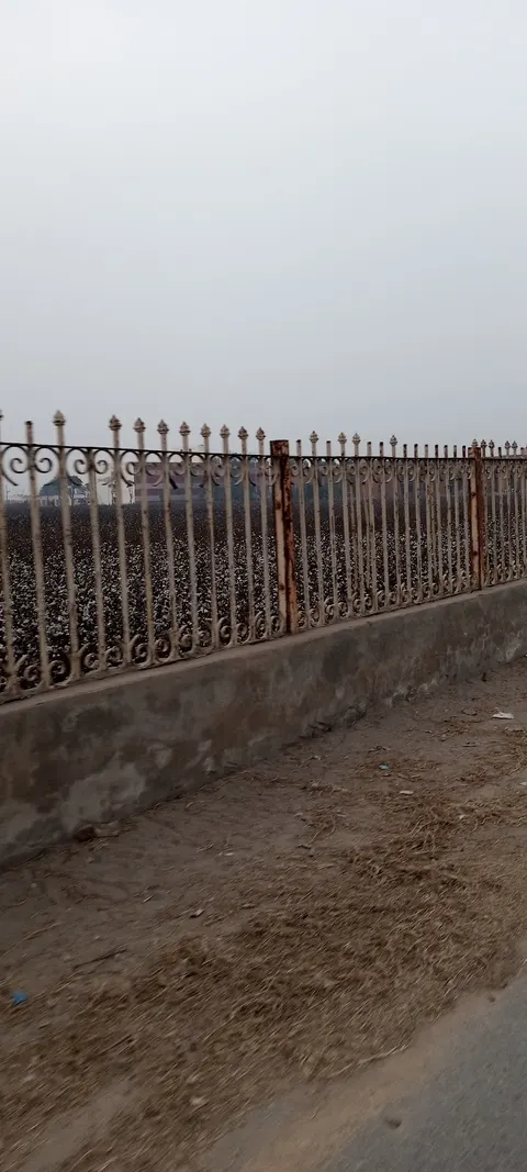 Central Cotton Research Institute Multan in Multan, Punjab