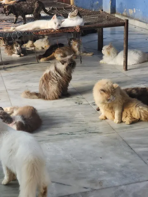 The Crazy Cats in Kala Shah Kaku, Punjab