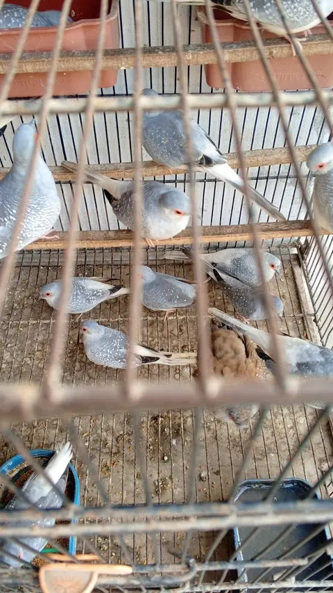 Silver City Hotel & Restaurant in Muzaffargarh, Punjab