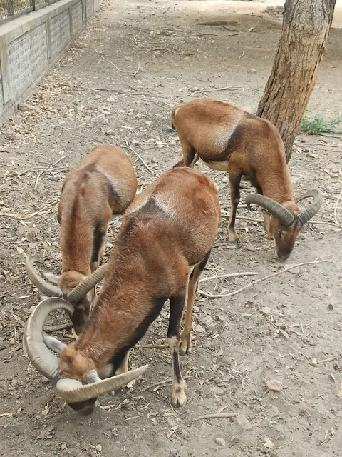 Wild Life Breeding Center Gatwala in Faisalabad, Punjab