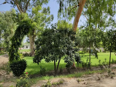 The Islamia University of Bahawalpur - IUB Bahawalnagar New campus in Bahawalnagar, Punjab
