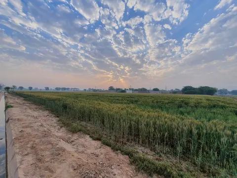 Dates Farm in Jhang, Punjab