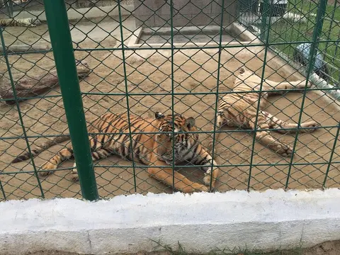 Citi Housing Zoo in Sialkot, Punjab