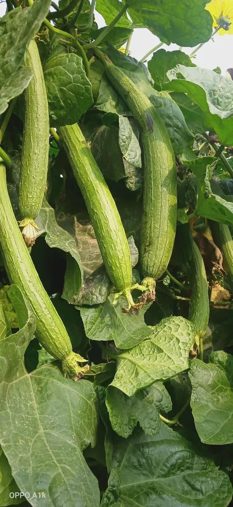 Rachna Agri Business in Gujranwala, Punjab