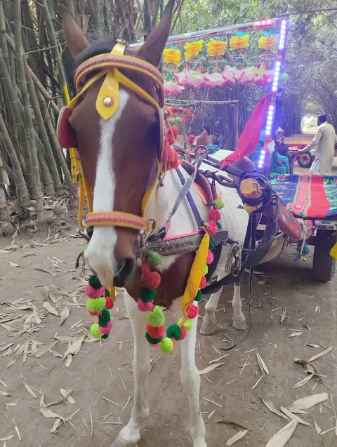 Rana Resort & Safari Park in Phool Nagar, Punjab