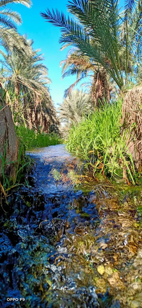 Dates Farm in Jhang, Punjab