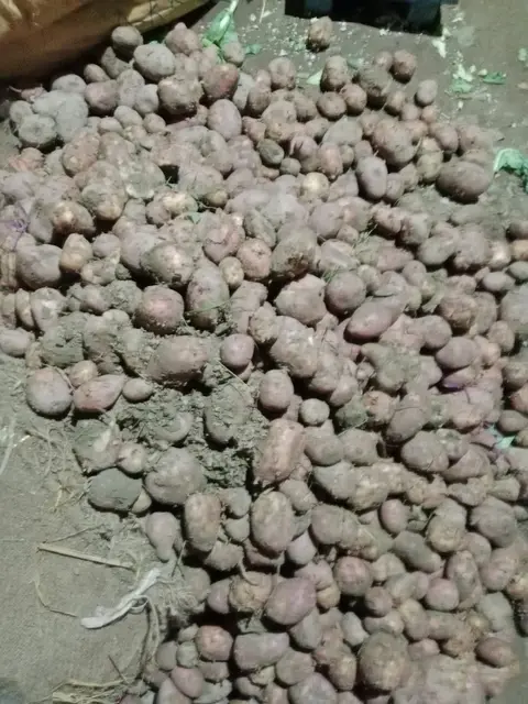 Sabzi Mandi in Sahiwal, Punjab