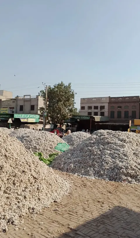 غلہ منڈی Grain Market in Khanewal, Punjab