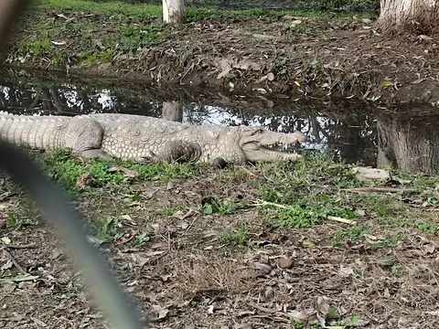 Wild Life Breeding Center Gatwala in Faisalabad, Punjab