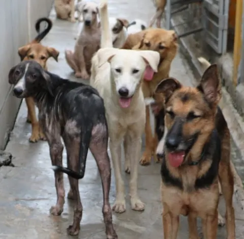 Todd's Welfare Society in Lahore, Punjab
