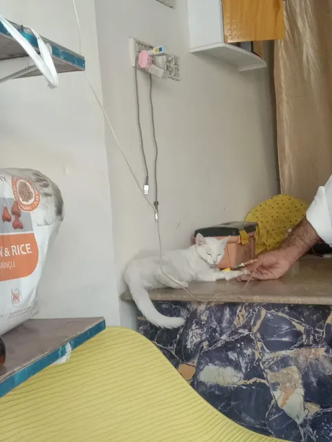National Pets Clinic( جانوروں کاہسپتال)Chakwal in Chakwal, Punjab