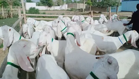Sajawal Goat Farm in Dera Ghazi Khan, Punjab