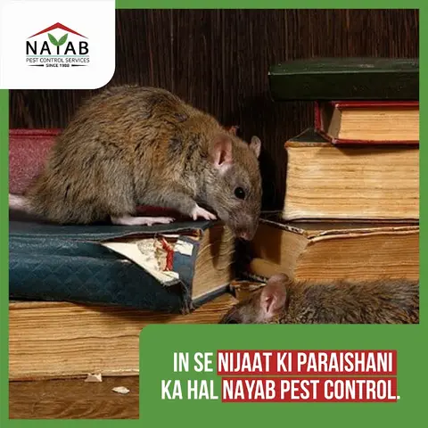 Nayab Pest Control Services in Lahore, Punjab