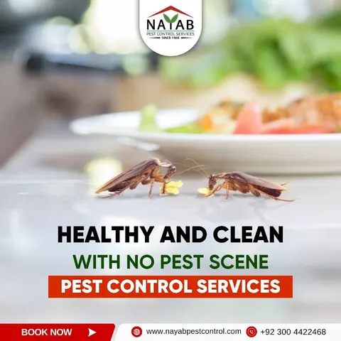 Nayab Pest Control Services in Lahore, Punjab
