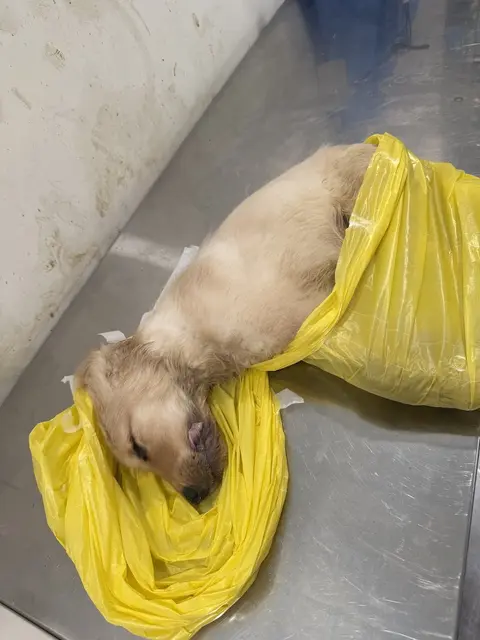 Round Lake Animal Hospital in Lahore, Punjab