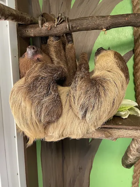 North Georgia Wildlife Park and Safari in Cleveland, GA