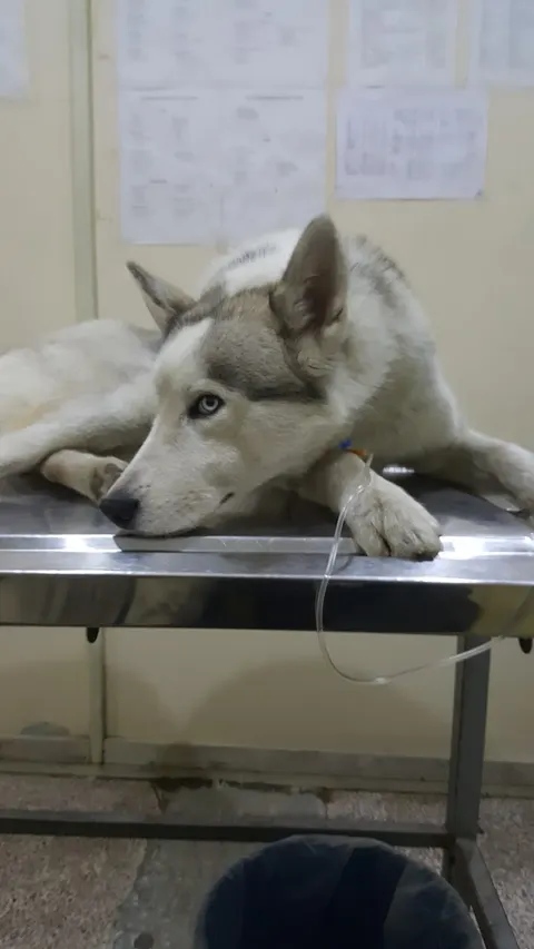 Asim Pets Clinic in Lahore, Punjab