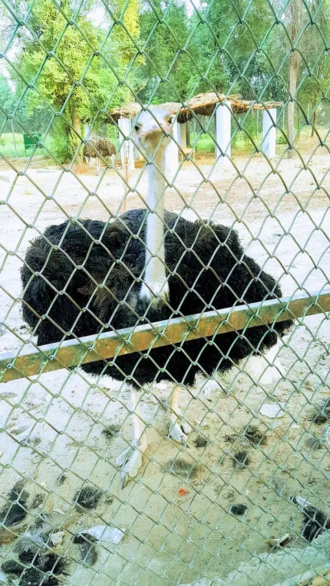 Wildlife Park D.I.Khan جنگلی حیات پارک in Dera Ismail Khan, Khyber Pakhtunkhwa